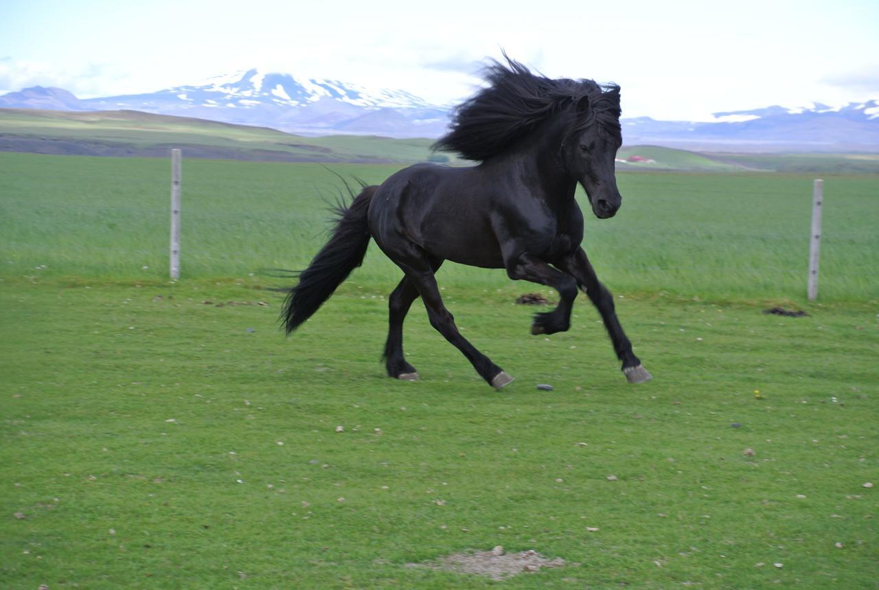 Hekla Adventures Villa Hvolsvöllur Dış mekan fotoğraf
