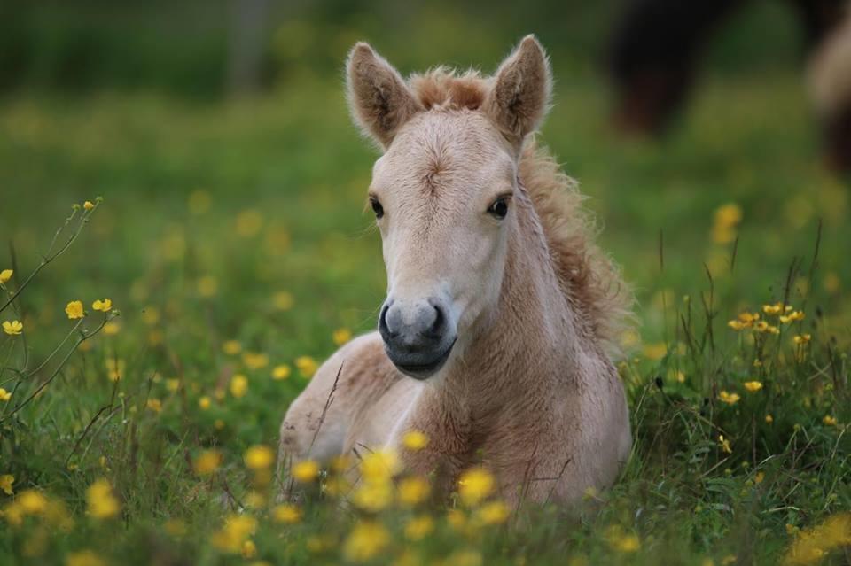 Hekla Adventures Villa Hvolsvöllur Dış mekan fotoğraf